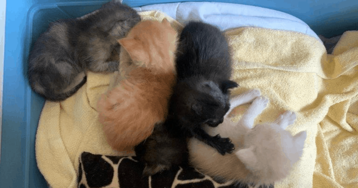 Animal Hoarding: 62 Kätzchen aus kleiner Wohnung gerettet