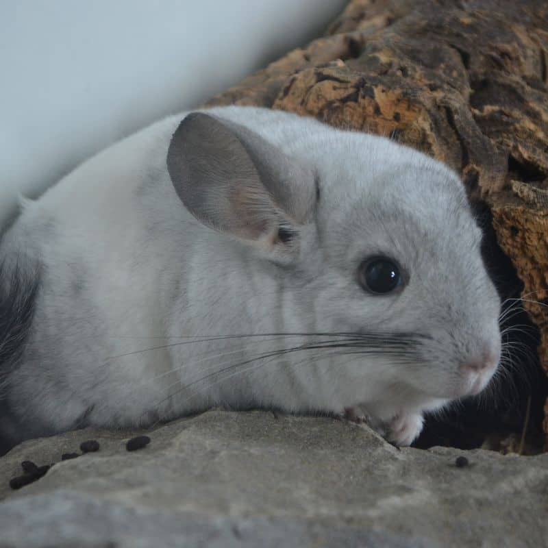 c_tierquartier_wien-chinchillas_1