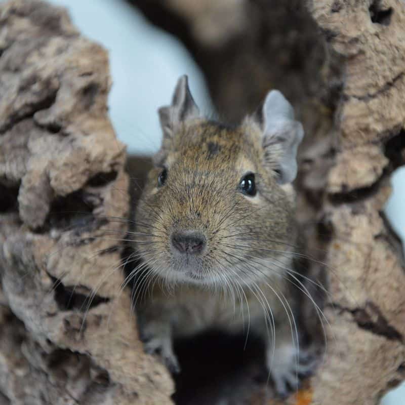 c_tierquartier_wien-degus_1