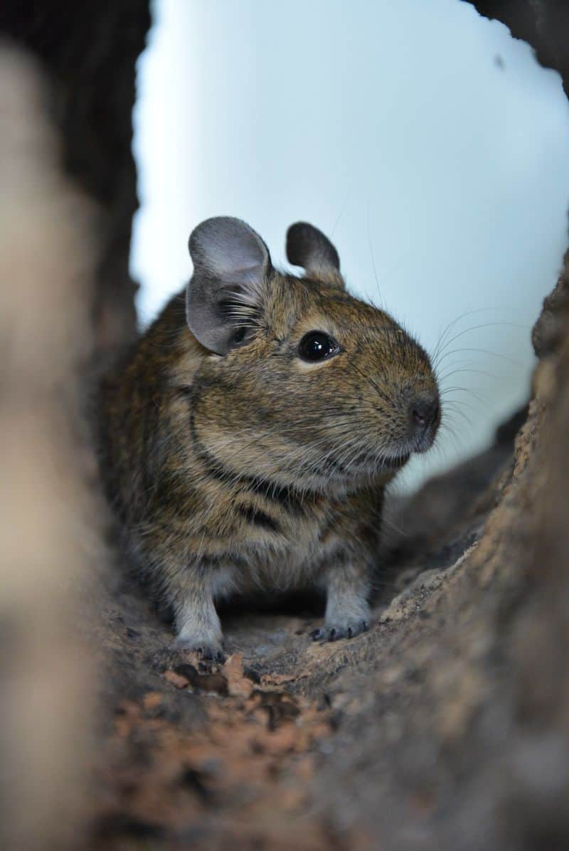 c_tierquartier_wien-degus_2