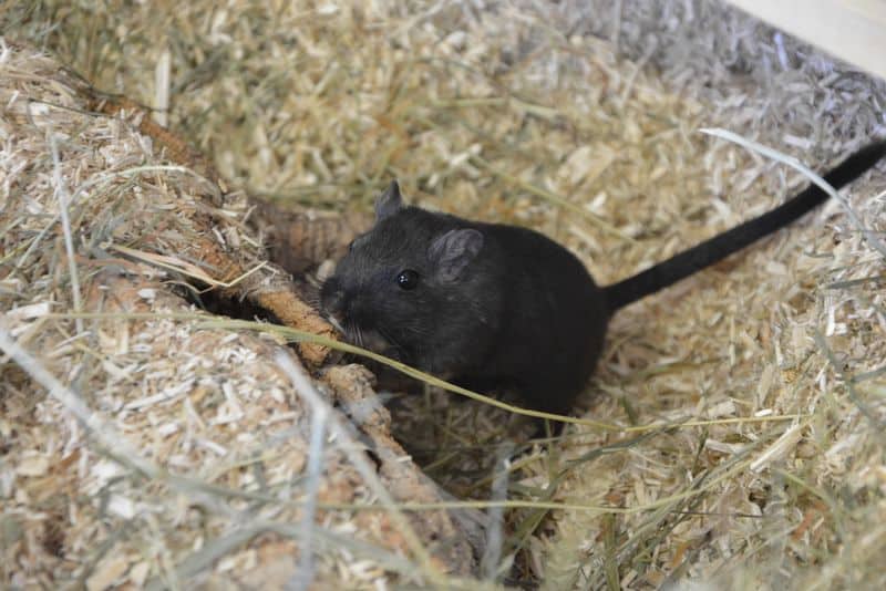 c_tierquartier_wien-gerbil_3
