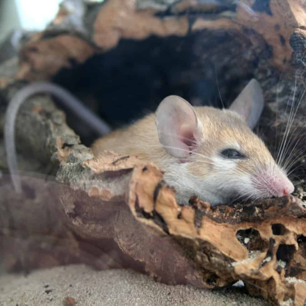 Stachelmäuse TierQuarTier Wien