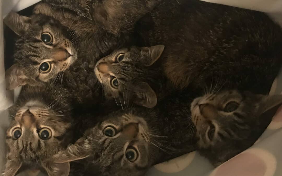 Eiskalt: 5 junge Kätzchen in Plastiksack auf der Straße abgestellt