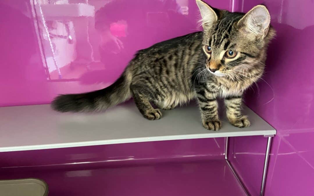 Kitten in zugeklebter Katzentoilette ausgesetzt!