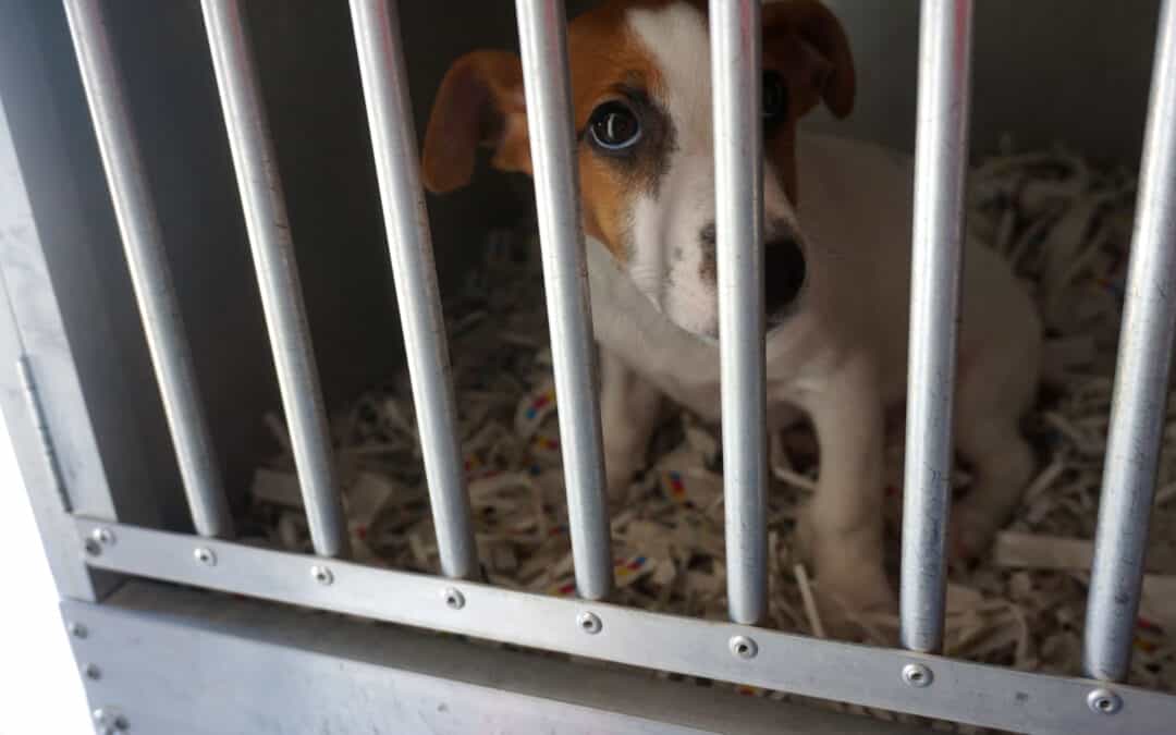 Ohne Leid für Tier und Mensch: Mit der WAU-Methode zum eigenen Hund