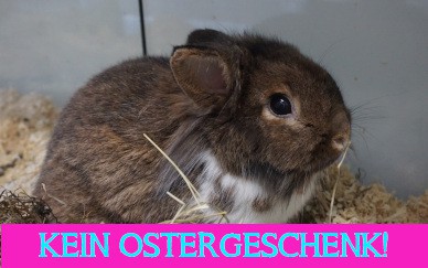 Achtung: Kaninchen sind KEINE Ostergeschenke!