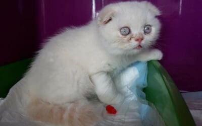 In Tasche ausgesetzt: Krankes Kitten wurde wie Müll abgestellt!