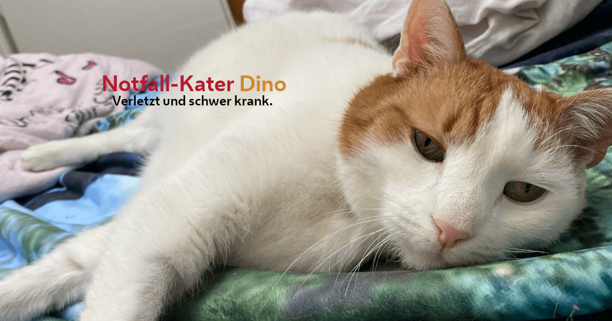 Ich unterstütze akute Notfälle des TierQuarTiers Wien