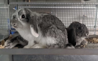 11 ausgesetzte Kaninchen in nur 4 Tagen. Ein trauriger Rekord!