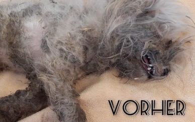 Malteser-Hündin Maddie – es ging um Leben und Tod!