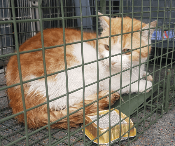 Ich unterstütze spezielle Projekt des TierQuarTiers Wien Ich unterstütze spezielle Projekt des TierQuarTiers Wien