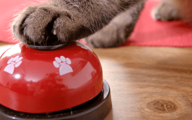 Projekt „A G’spia fürs Tier“: Katzen als Therapeuten