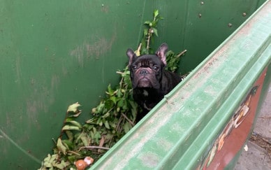 Grausam! Katze und Hund aus Müllcontainer gerettet