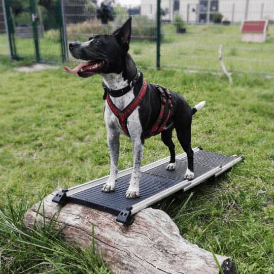 Africa in freudiger Erwartung auf die neuen Agility-Geräte.