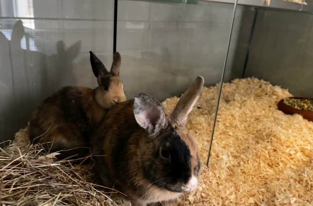 Zwei Kaninchen in Eiseskälte vor TierQuarTier ausgesetzt
