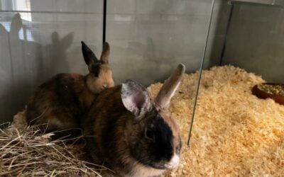 Zwei Kaninchen in Eiseskälte vor TierQuarTier ausgesetzt