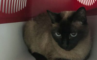 „Ich kann nicht mehr“: Katze in Rucksack ausgesetzt