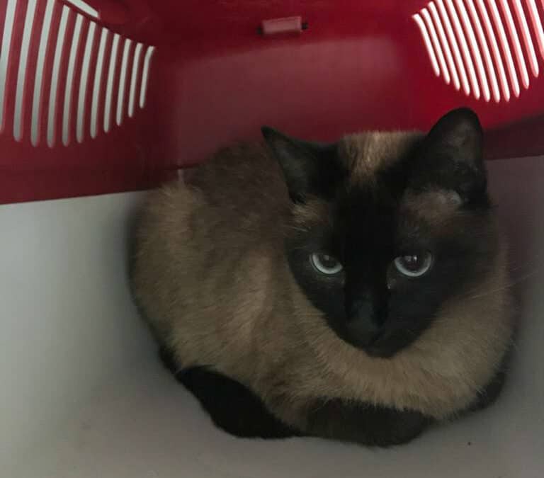 „Ich kann nicht mehr“: Katze in Rucksack ausgesetzt