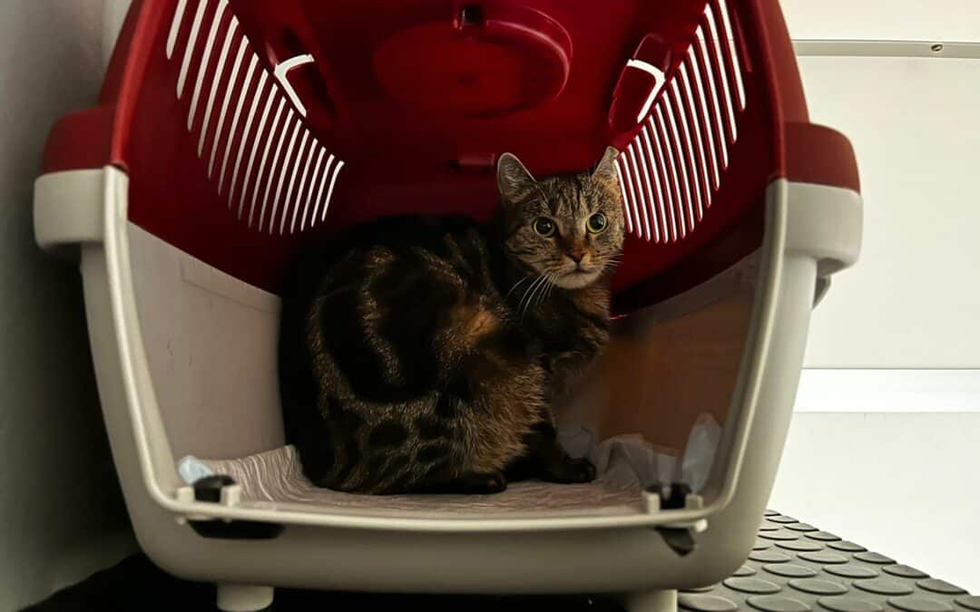 Zwei Katzenpaare in Transportboxen zurückgelassen