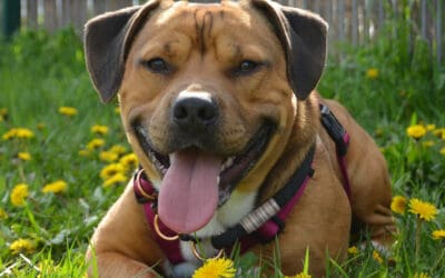 Zwetschkis Verwandlung zum glücklichen Hund