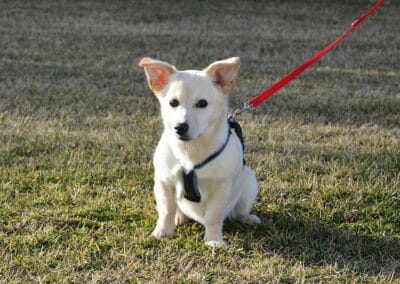 Hund vor dem Geschäft anbinden – Ja oder nein?