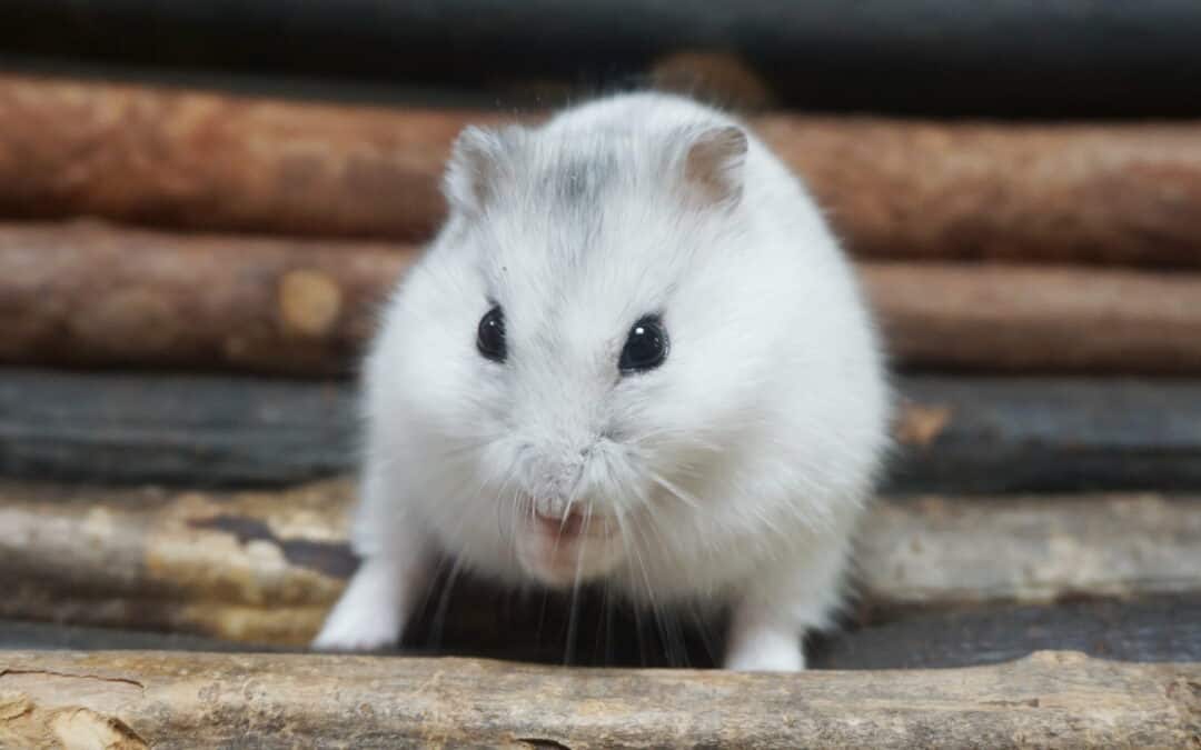 Hamstergehege artgerecht einrichten