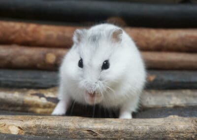 Hamstergehege artgerecht einrichten