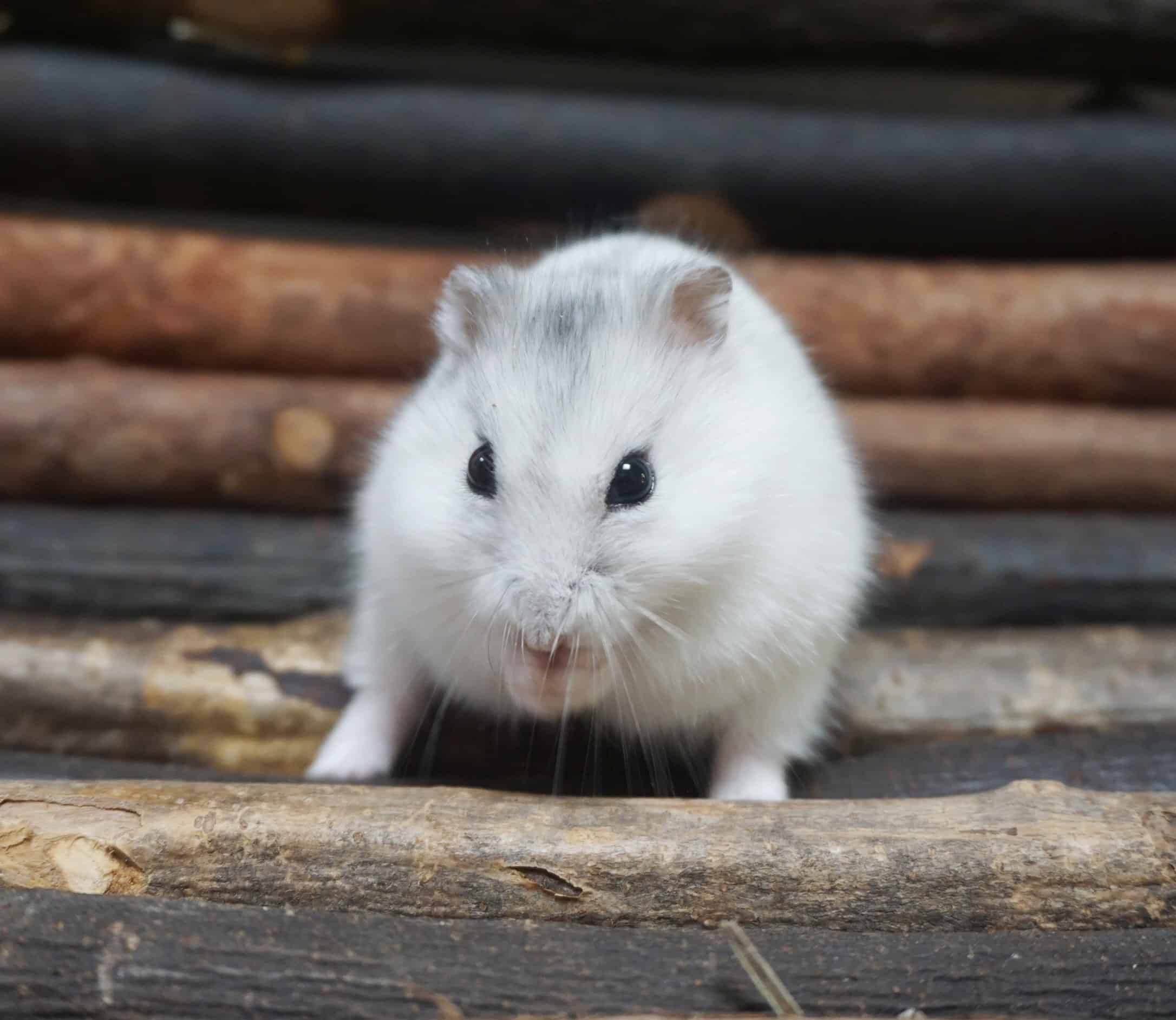 tierquartier-wien-hamster-auf-holz