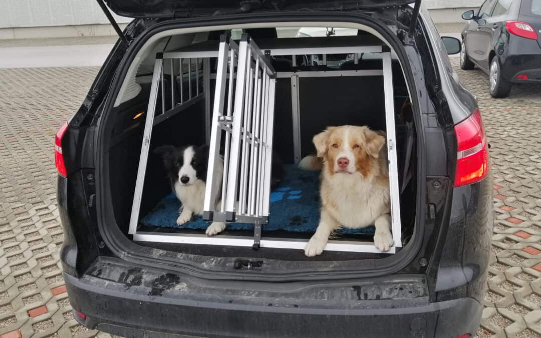 Hunde sicher im Auto transportieren