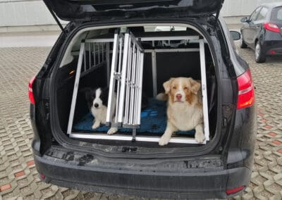 Hunde sicher im Auto transportieren
