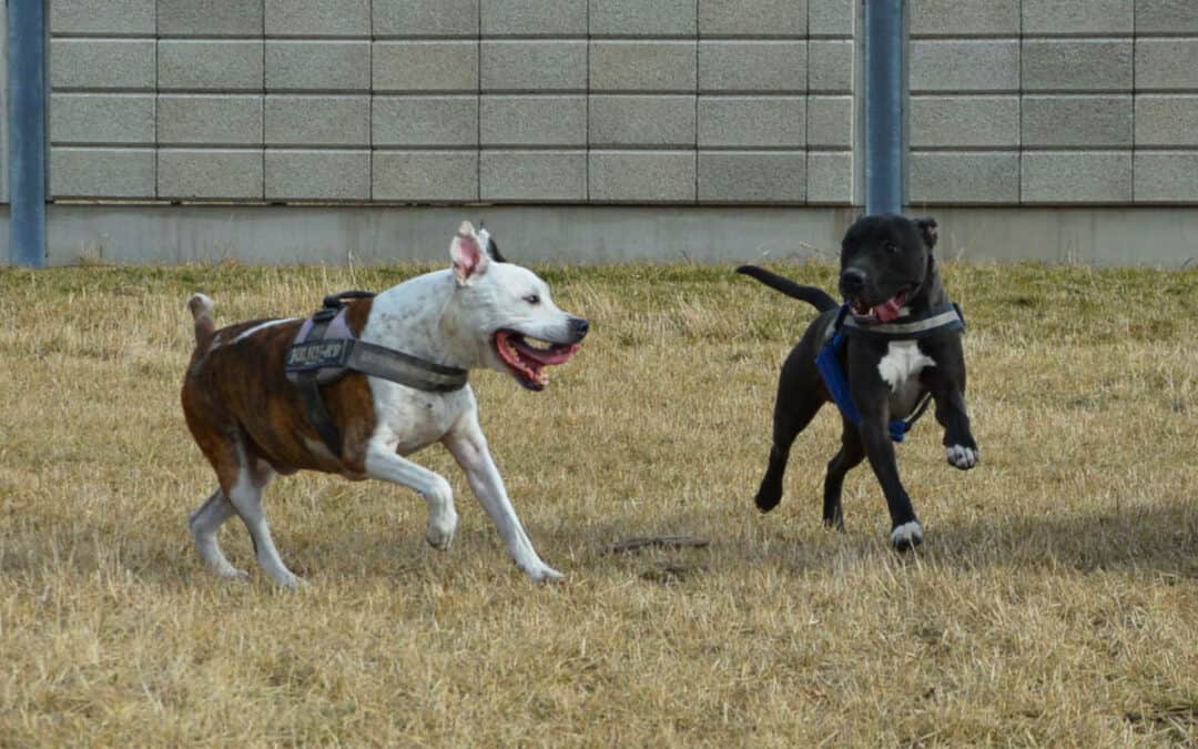 Richtiges Verhalten in der Hundezone