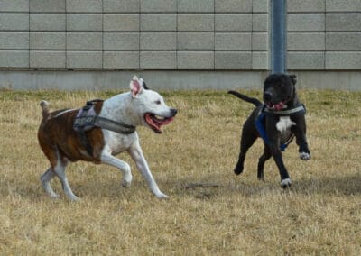 Richtiges Verhalten in der Hundezone