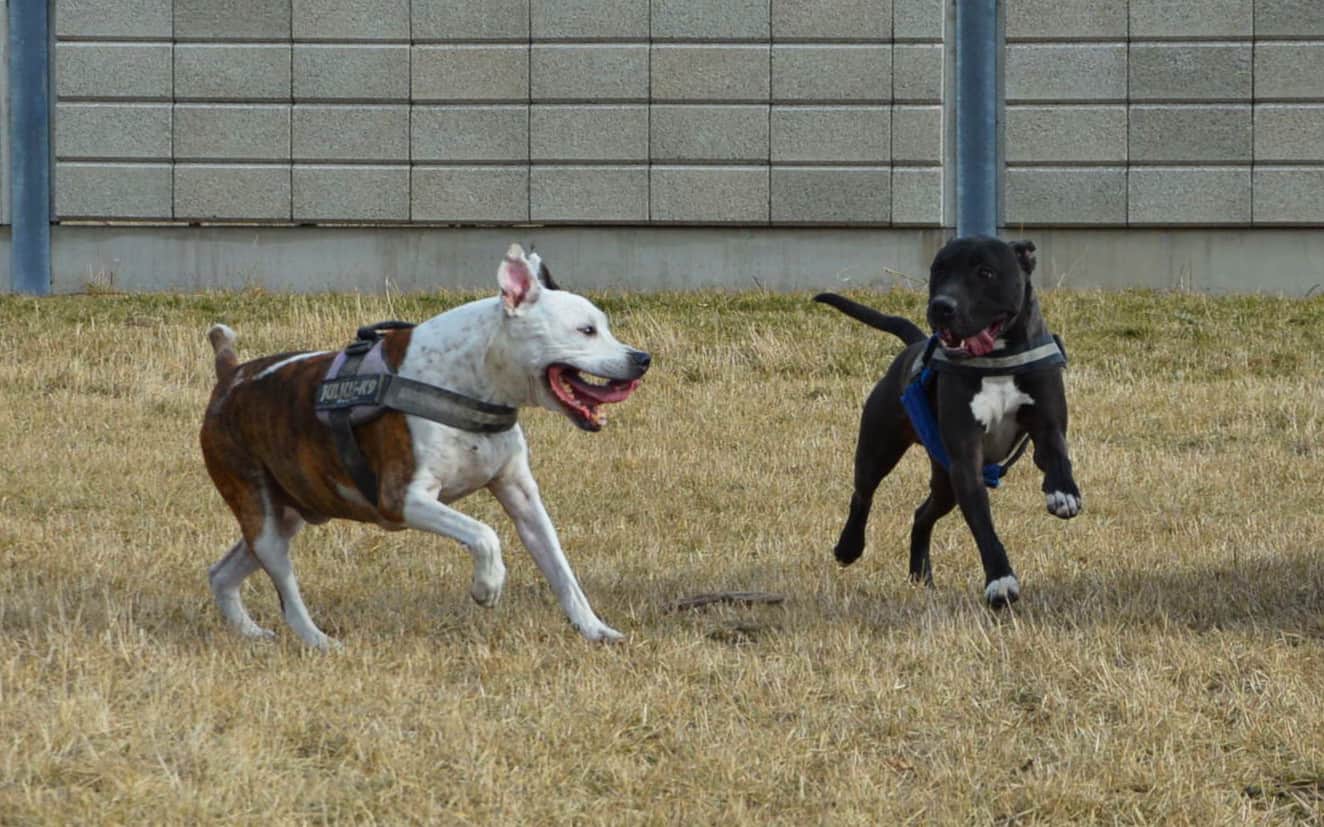 tierquartier-wien-hundezone-hunde-spielen