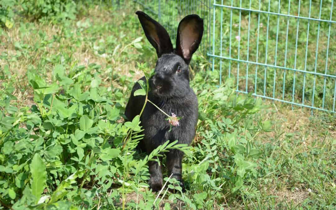 Kaninchen-Außenhaltung