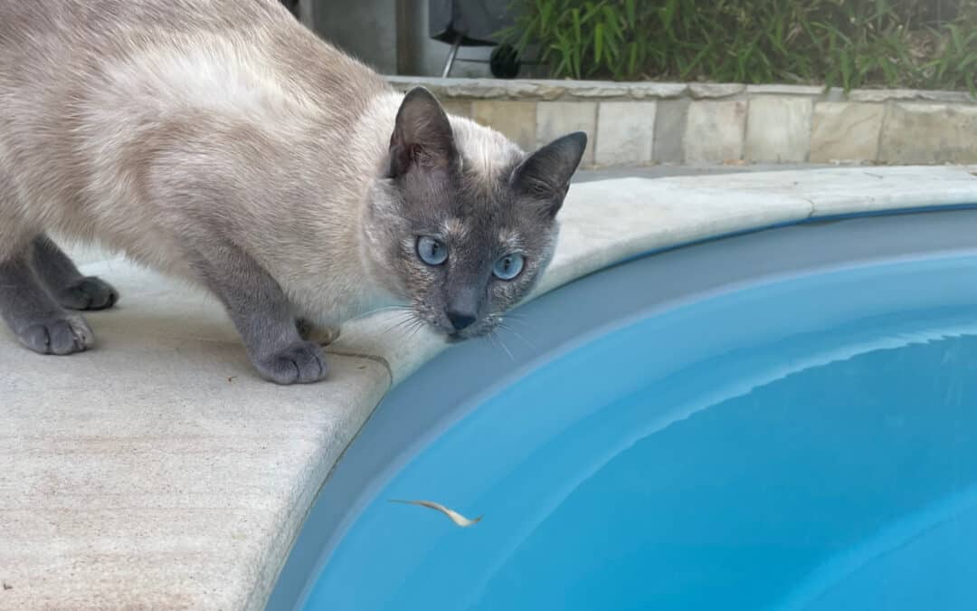 Pool und Teich für Tiere sichern