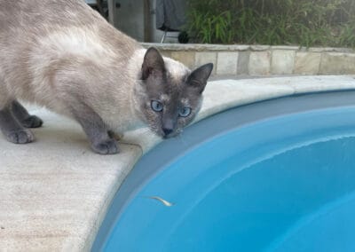 Pool und Teich für Tiere sichern