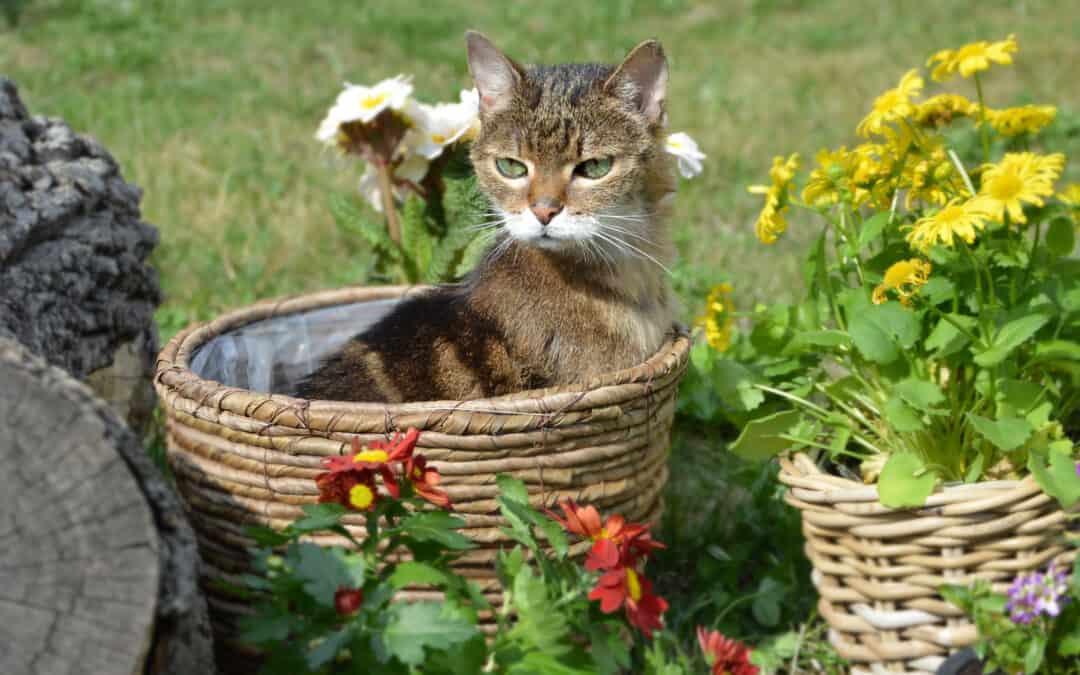 Katzen-Revierverhalten