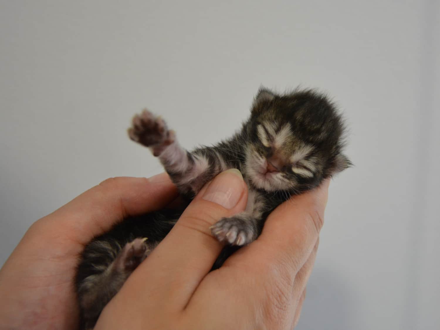 tierquartier-wien-tigerkatze-baby