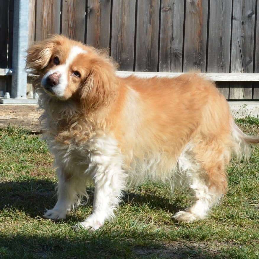 tierquartier-wien-hund-übergewicht