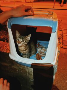 tierquartier-wien-fund-kitten-box