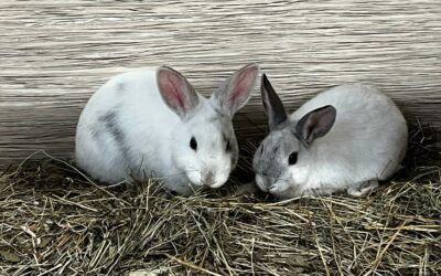 Unfassbar: Kaninchenfamilie herzlos ausgesetzt