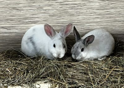 tierquartier-wien-kaninchenfamilie-herzlos-ausgesetzt