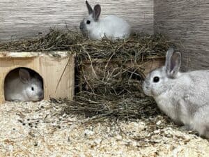 tierquartier-wien-kaninchenfamilie-herzlos-ausgesetzt-2