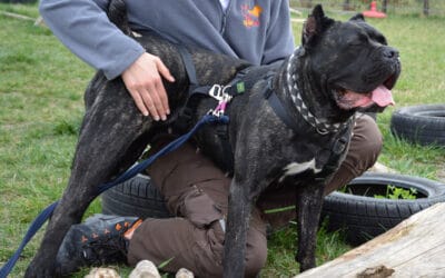 Cane Corso Lyra: Kämpferin lernt zu Vertrauen