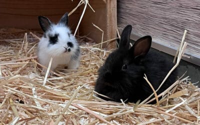 Kaninchenfamilie in Karton gepfercht und ausgesetzt