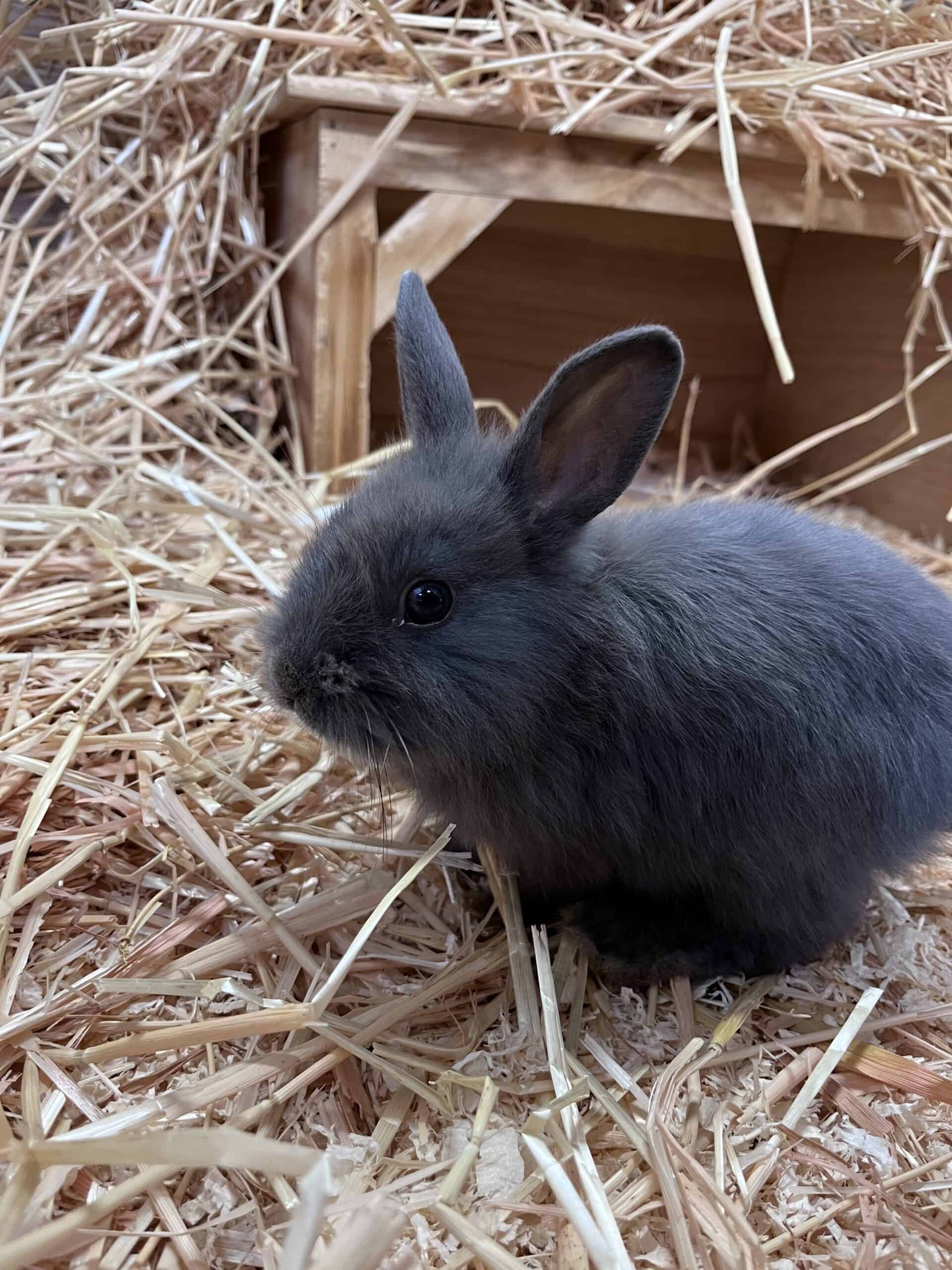 tierquartier-wien-kaninchen-babies