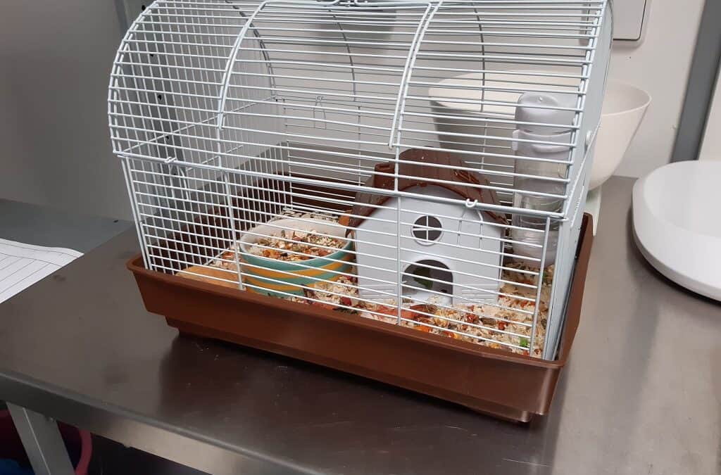 Zwei hilflose Hamster ausgesetzt