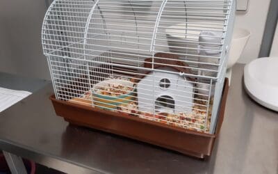 Zwei hilflose Hamster ausgesetzt