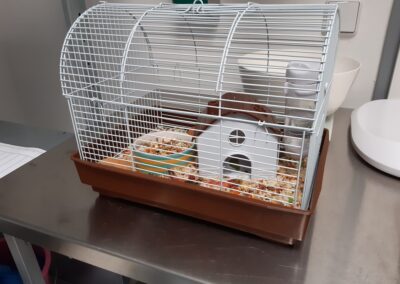 Zwei hilflose Hamster ausgesetzt