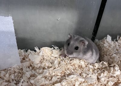 Zwei hilflose Hamster ausgesetzt